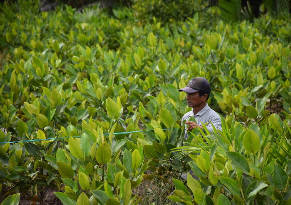 Projet MAHAKAM Restauration de mangrove et développement local